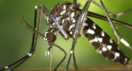 Dengue Response Intensifies with New Hotline